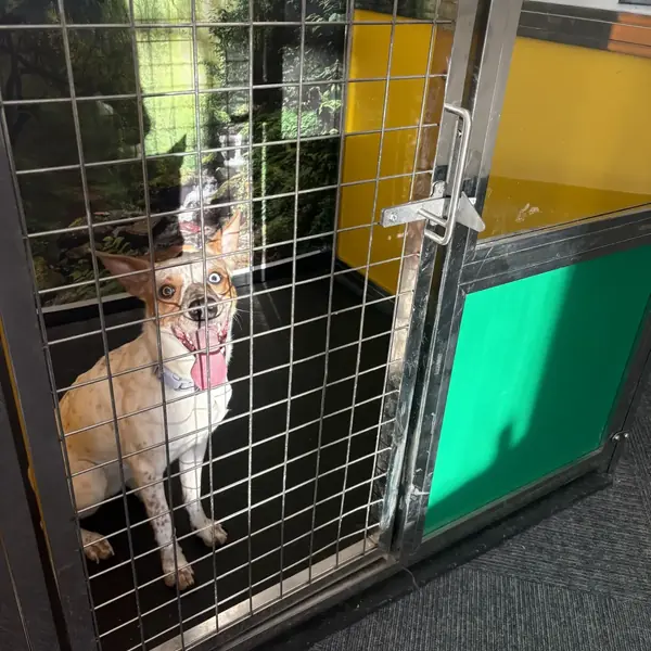 Dog resting in K9 Rox Club boarding room